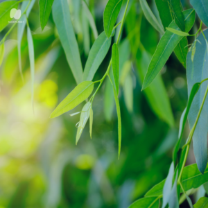 Eucalyptus Australia